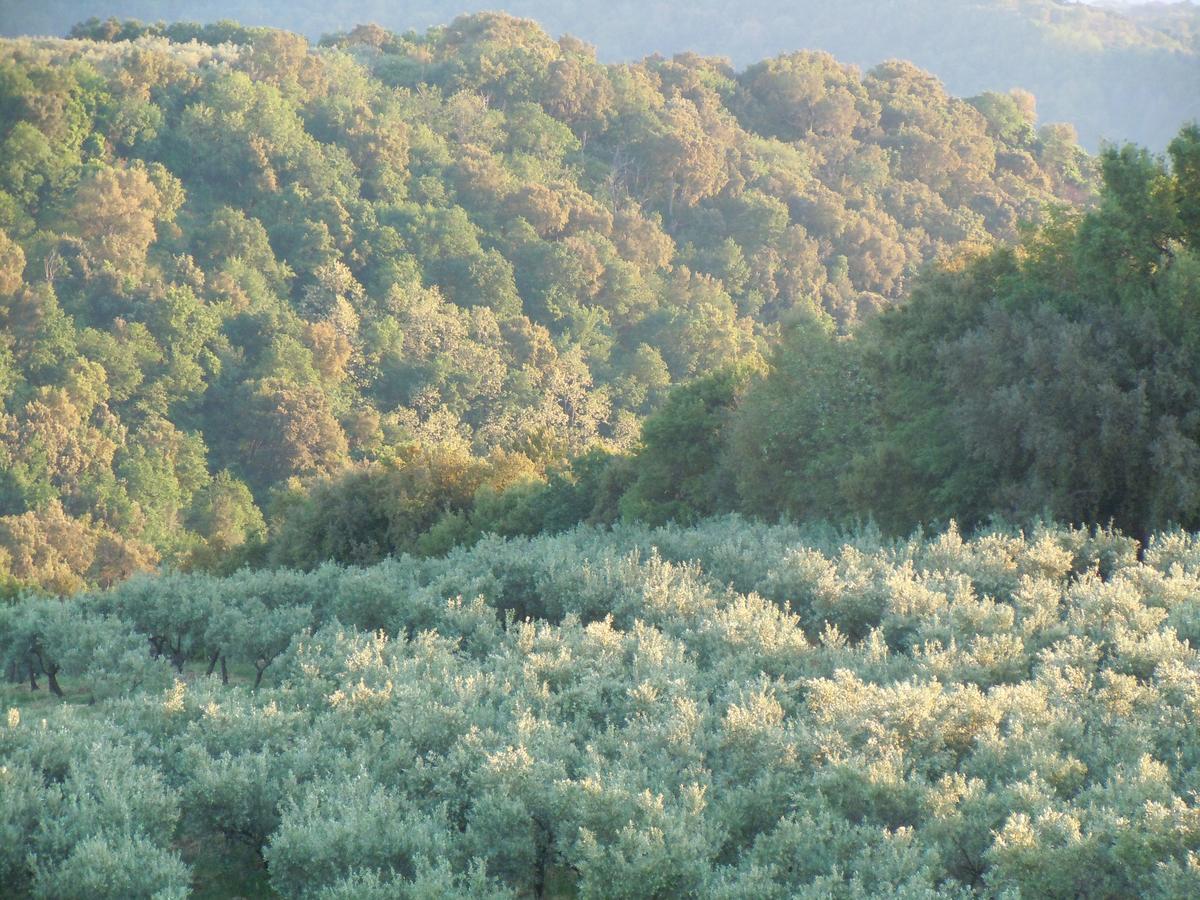 Agriturismo Le Carolee Pianopoli Exteriér fotografie